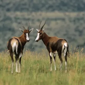 Blesbok Print (Damaliscus dorcas phillipsi) Blesbok Print (Damaliscus dorcas phillipsi)