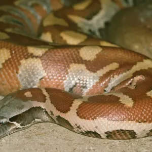 Blutpython