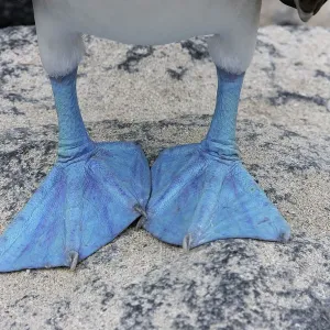 Blue-Footed Booby Close-up Print Blue-Footed Booby Close-up Print
