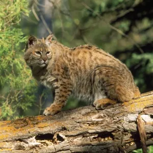 Bobcat / Red Lynx Print (Felis rufus) Bobcat / Red Lynx Print (Felis rufus)
