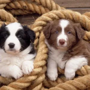 Border Collie Puppies in Rope Print Border Collie Puppies in Rope Print