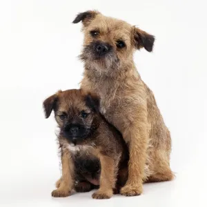 Border Terrier Print with Puppy Border Terrier Print with Puppy