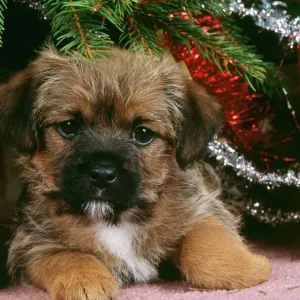 Border Terrier Puppy under Christmas Tree Print Border Terrier Puppy under Christmas Tree Print