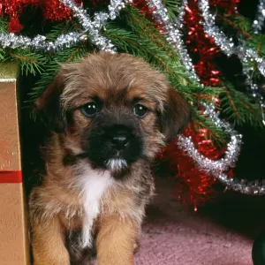 Border Terrier Puppy Print under Christmas Tree Border Terrier Puppy Print under Christmas Tree