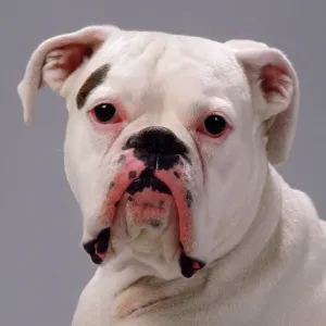 Boxer Dog Print - White Boxer JD-4668 Boxer Dog Print - White Boxer JD-4668