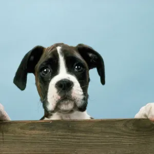 Boxer Dog Print - Ledge Portrait Boxer Dog Print - Ledge Portrait