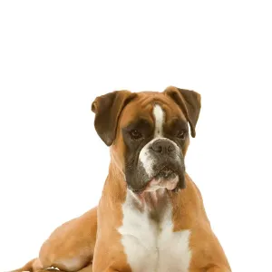 Boxer Lying Down Print Boxer Lying Down Print