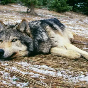 Wolf Print: Canis lupus in Snowy Landscape