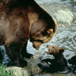 European Brown Bear Print with Cubs by Water European Brown Bear Print with Cubs by Water