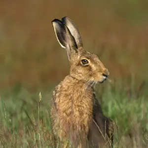 Brown Hare Print, Lepus capensis Brown Hare Print, Lepus capensis