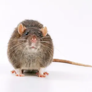 Rat marrone Rat marrone