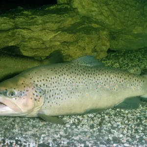 Brown Trout Print - A Watercolor of Salmo trutta Brown Trout Print - A Watercolor of Salmo trutta