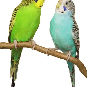 Pájaros budgérrigos en percha Pájaros budgérrigos en percha