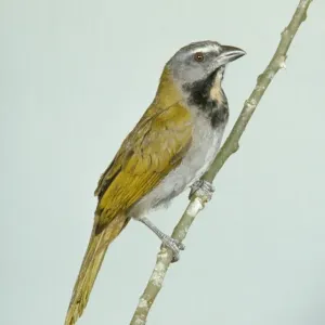 Schlagohr-Saltator Schlagohr-Saltator