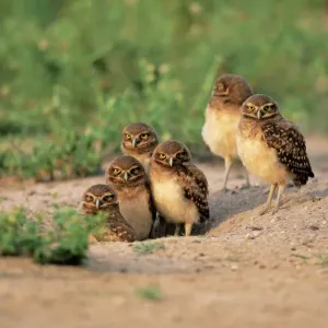 Burrowing Owl Print - Athene cunicularia Burrowing Owl Print - Athene cunicularia
