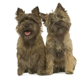 Cairn Terrier Print Cairn Terrier Print