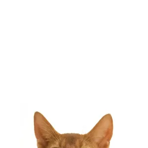 Abyssinian Cat Studio Print LA-7994 Abyssinian Cat Studio Print LA-7994