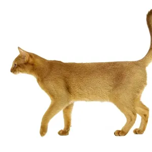 Abyssinian Red Cat Print Abyssinian Red Cat Print