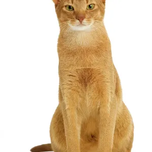 Abyssinian Cat Print - Red in Studio LA-8140 Abyssinian Cat Print - Red in Studio LA-8140