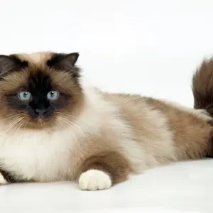 Gato - Birmania