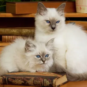 Gato - dos gatitos birmanos