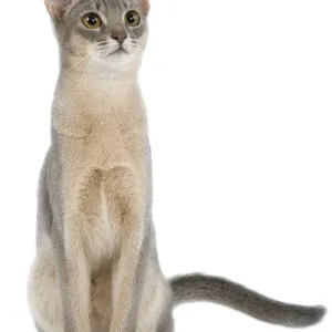 Blue Abyssinian Cat Studio Print LA-6852 Blue Abyssinian Cat Studio Print LA-6852