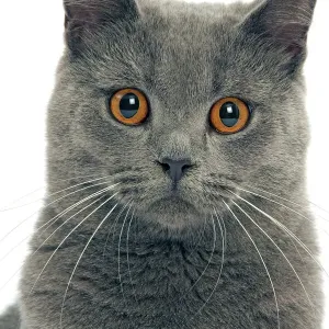 Gato - Chartreux en estudio Gato - Chartreux en estudio