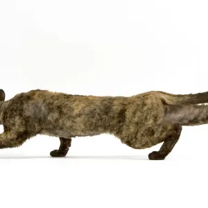 Devon Rex Cat in Stalking Pose Print Devon Rex Cat in Stalking Pose Print