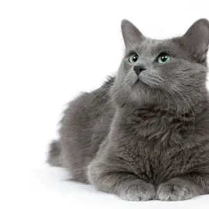 Katze - Nebelung im Studio Katze - Nebelung im Studio