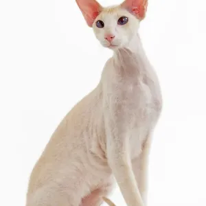 Cat - Peterbald breed studio print LA-4760 Cat - Peterbald breed studio print LA-4760