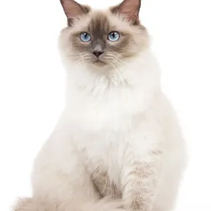 Blue Ragdoll Cat Print (LA-6734) Blue Ragdoll Cat Print (LA-6734)