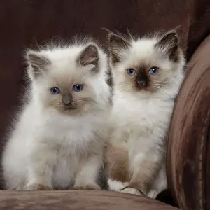 Ragdoll Kittens Print - LA-8164 by Jean-Michel Labat Ragdoll Kittens Print - LA-8164 by Jean-Michel Labat