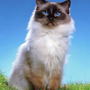 Ragdoll Seal Point Cat Print Ragdoll Seal Point Cat Print