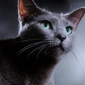 Russian Blue Cat Print Russian Blue Cat Print
