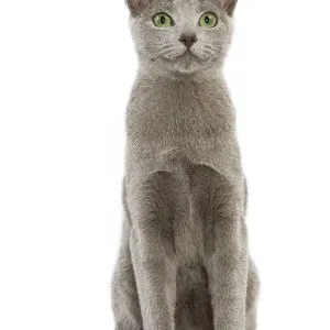 Russian Blue Cat Print (LA-5457) Russian Blue Cat Print (LA-5457)