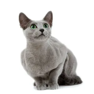 Russian Blue Cat Studio Print LA-8479 by Jean-Michel Labat Russian Blue Cat Studio Print LA-8479 by Jean-Michel Labat
