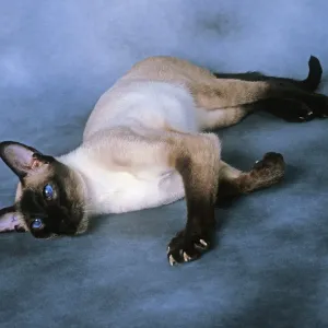Chat - Siamese Seal Point - Allongé Chat - Siamese Seal Point - Allongé
