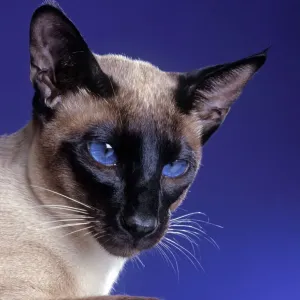 Chat - Point de Siamese en studio. Chat - Point de Siamese en studio.