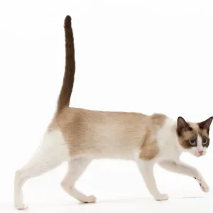 Snowshoe Cat Print Snowshoe Cat Print