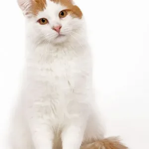 Turkish Van Cat Studio Print LA-6912 Turkish Van Cat Studio Print LA-6912