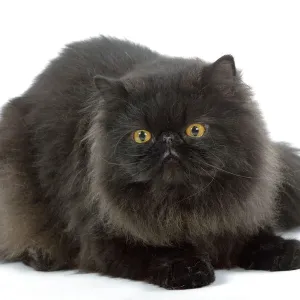 Black Persian Cat Print Black Persian Cat Print