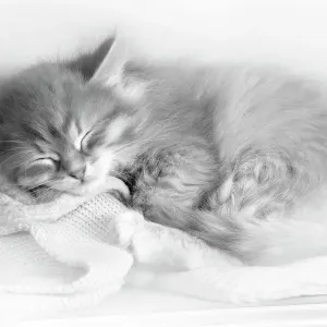 Siberian Kitten Sleeping Print Siberian Kitten Sleeping Print