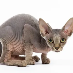 Cat Sphinx Kitten Print Cat Sphinx Kitten Print