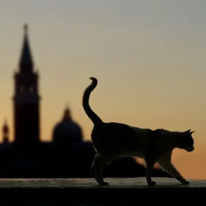 Cat Walking on Ledge in Venice, Italy Print Cat Walking on Ledge in Venice, Italy Print