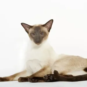 Seal Point Siamese Cat Print Seal Point Siamese Cat Print