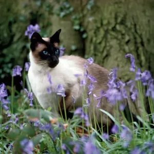 Seal Point Siamese Cat Print Seal Point Siamese Cat Print