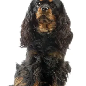Cavalier King Charles Spaniel Print LA-3501 Cavalier King Charles Spaniel Print LA-3501