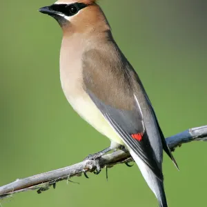 Cedar Waxwing Print Cedar Waxwing Print