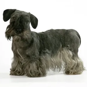 Tschechischer Terrier Tschechischer Terrier