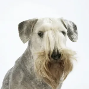 Tschechischer Terrier Tschechischer Terrier
